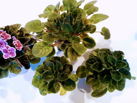Photo of free African violets (Hawthorne Hills in NE Seattle) #2