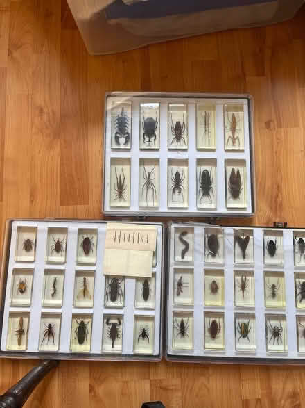 Photo of free Insect lovers anywhere (Sw11) #1