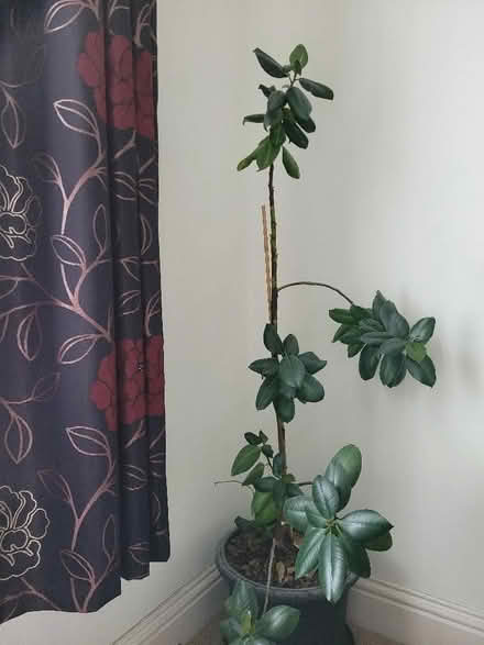 Photo of free Rubber plant (Gorse Hill SN2) #1