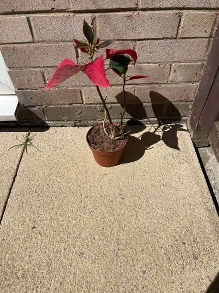 Photo of free Poinsettia Plant (Kingston Park NE3) #1
