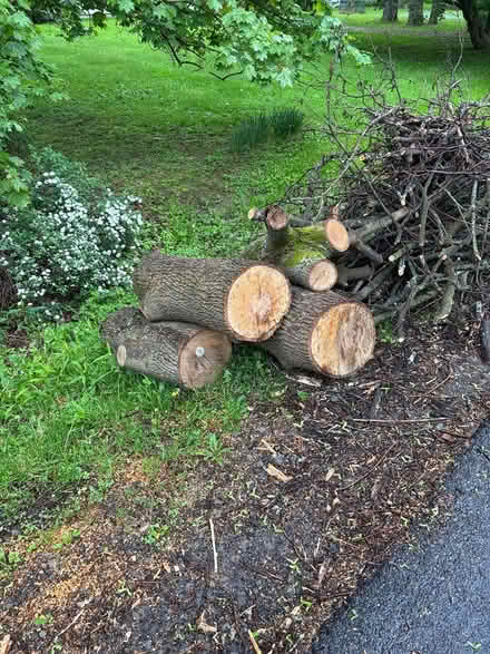 Photo of free Norway maple logs (Northeast Ithaca) #1