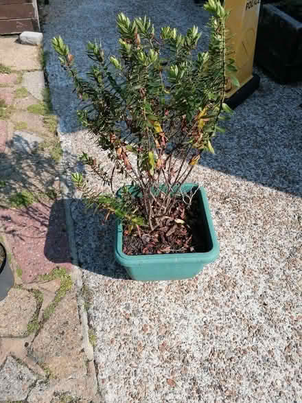 Photo of free hebe plants (Langney BN23) #3