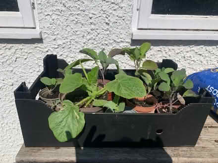 Photo of free Veg Plants (Whitstable CT5) #1
