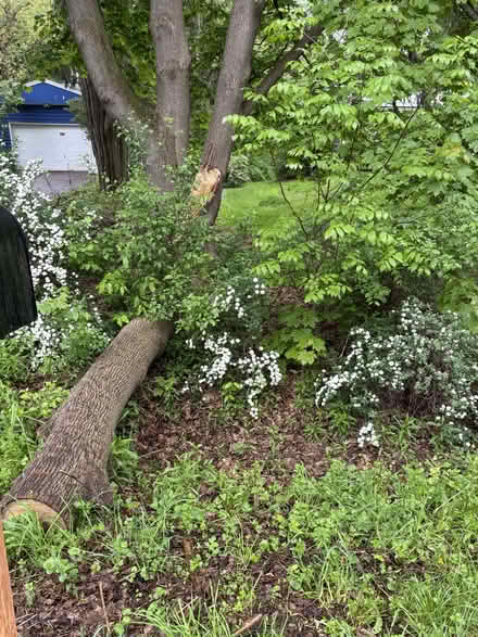 Photo of free Norway maple logs (Northeast Ithaca) #3