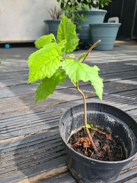 Photo of free Hazel sapling (BS5) #1