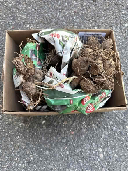 Photo of free Canna Lily roots (NW Aurora) #1