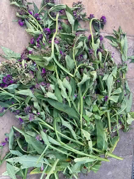 Photo of free Comfrey leaves (Bexhill on sea TN39) #1