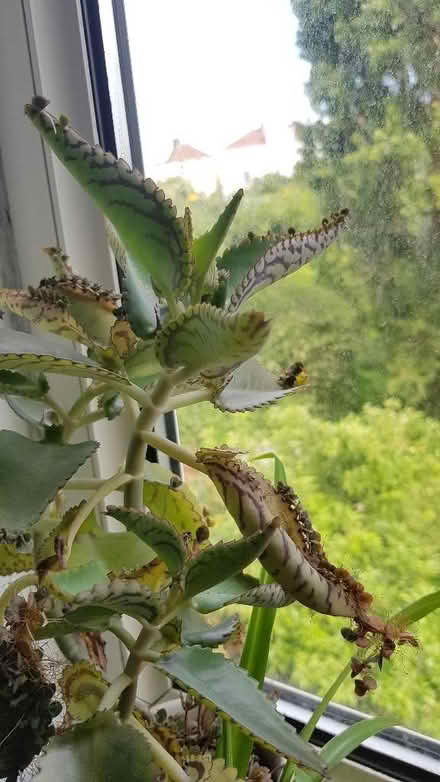 Photo of free Plant babies - Mother-of-thousands (Eastville BS5) #1