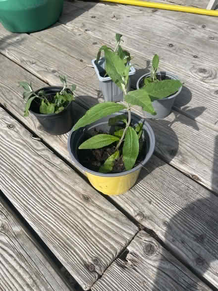 Photo of free Buddleia saplings (Merchiston EH10) #1