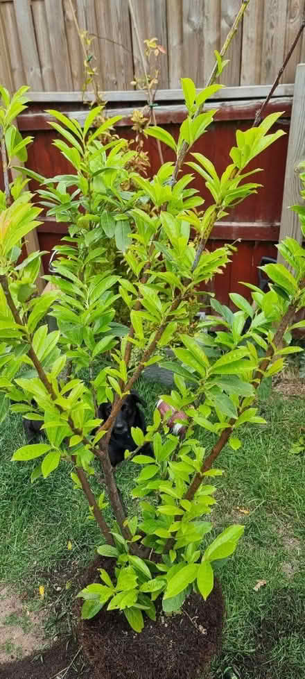 Photo of free 2x Cherry Laurel (Barry CF62) #3