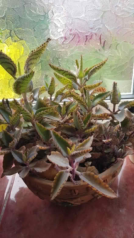 Photo of free Plant babies - Mother-of-thousands (Eastville BS5) #2