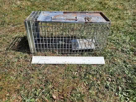Photo of free Humane rat trap (Halton LA2) #1