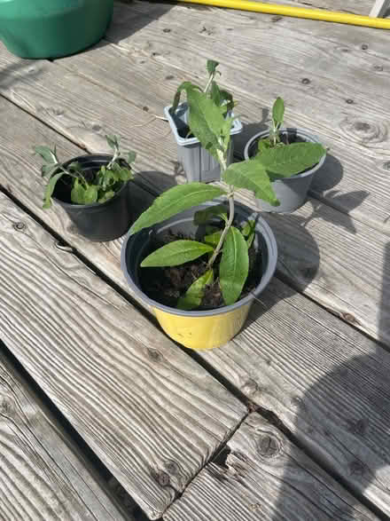 Photo of free Buddleia saplings (Merchiston EH10) #1