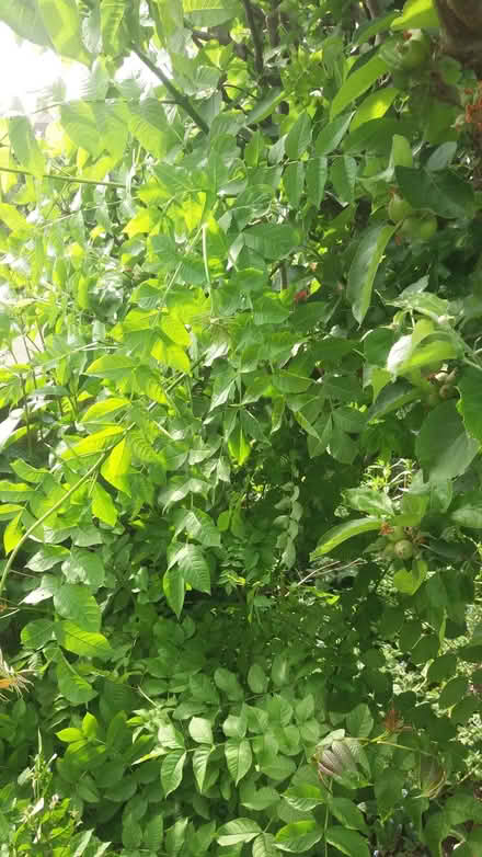 Photo of free Ash tree sapling (Bradford on Avon BA15) #2