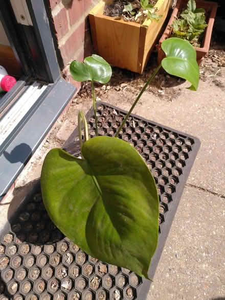 Photo of free Monstera (Earlham NR4) #1