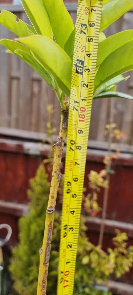 Photo of free 2x Cherry Laurel (Barry CF62) #4