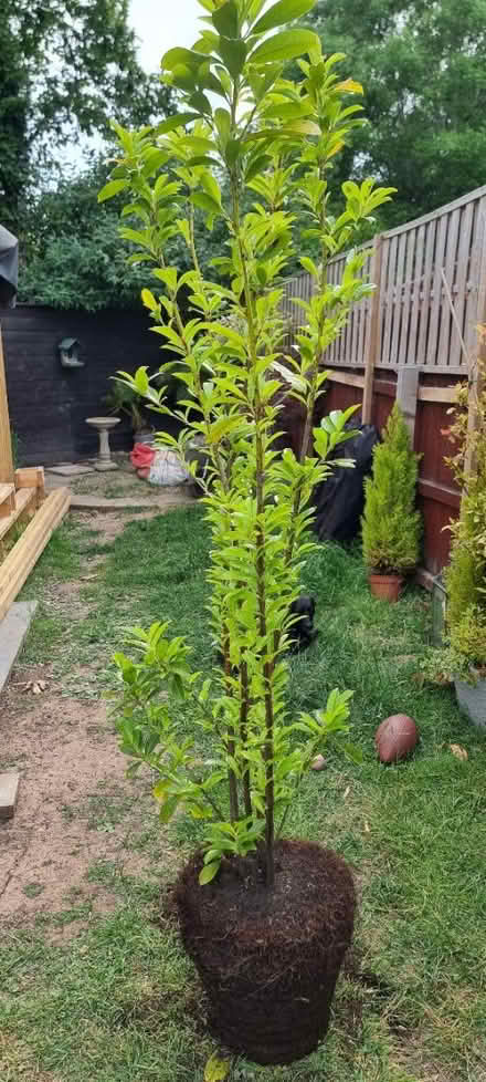 Photo of free 2x Cherry Laurel (Barry CF62) #1