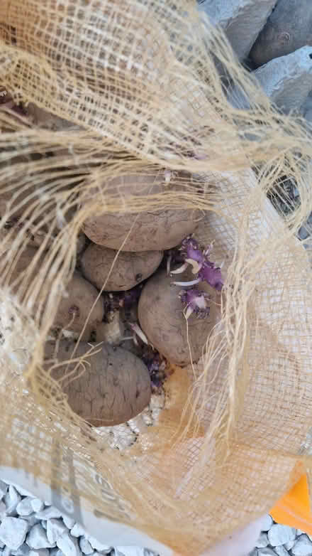 Photo of free 10 Seed potatoes (Stone Cross BN23) #1