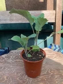 Photo of free Broccoli plants (Upper Wolvercote OX2) #1