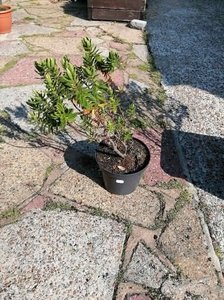 Photo of free hebe plants (Langney BN23) #2