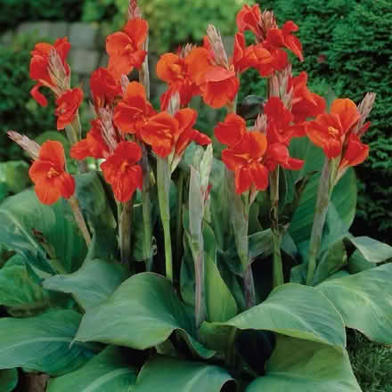 Photo of free Canna Lily roots (NW Aurora) #2
