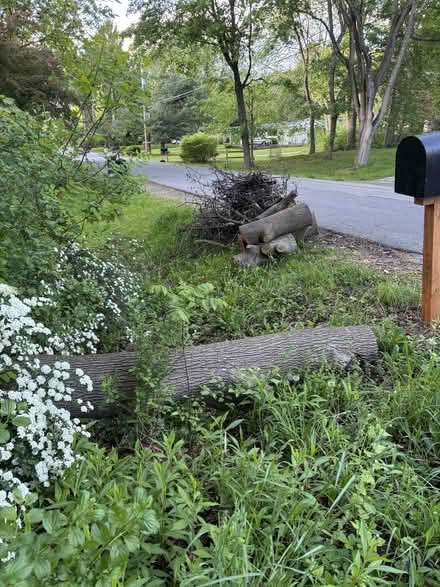 Photo of free Norway maple logs (Northeast Ithaca) #2