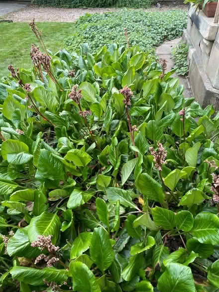 Photo of free Elephant Ears plants (Merchiston EH10) #1