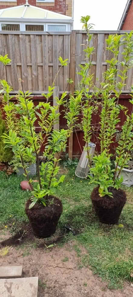 Photo of free 2x Cherry Laurel (Barry CF62) #2