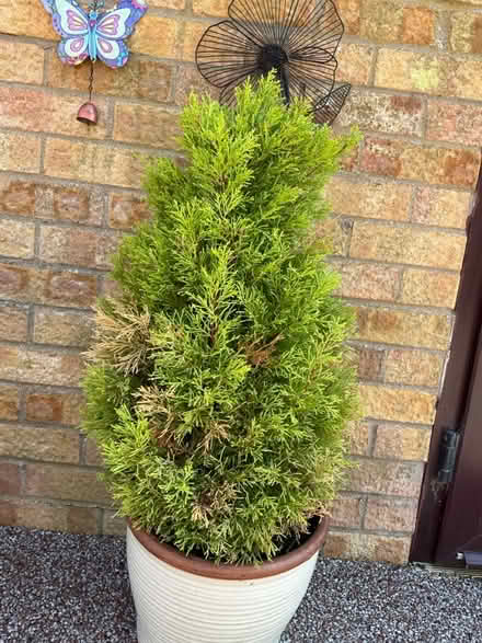 Photo of free Conifers x2 (Bilton HU11) #1