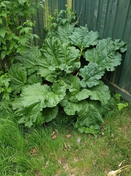 Photo of free Rhubarb (Fishers Green SG1) #1