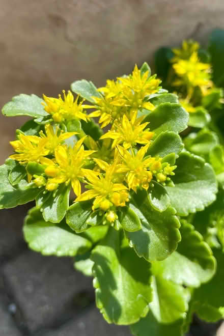 Photo of free Sedum yellow or pink flowers (Morden SM4) #1