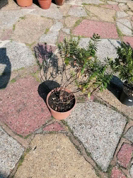 Photo of free hebe plants (Langney BN23) #1
