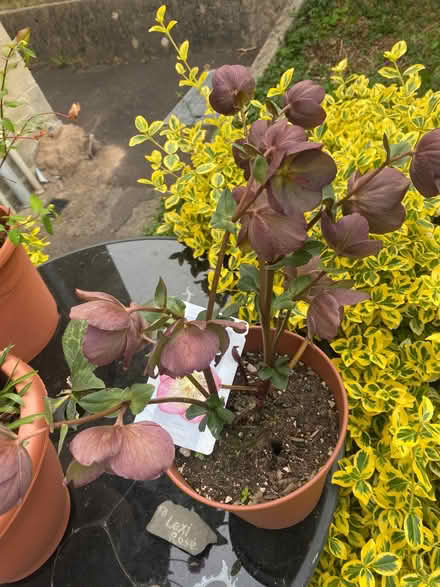 Photo of free Garden plant (Southdown) #1