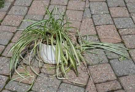 Photo of free Spider plant (Viewmount/Merivale area) #2