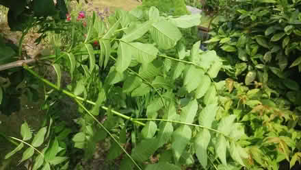 Photo of free Ash tree sapling (Bradford on Avon BA15) #3