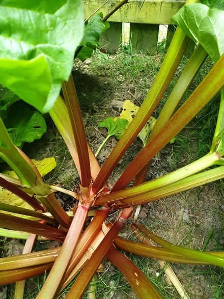 Photo of free Rhubarb (Fishers Green SG1) #3