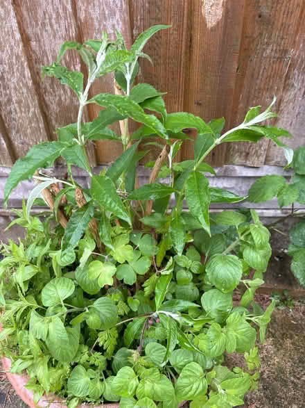 Photo of free buddleia plant (NN3 Meadowfields) #1