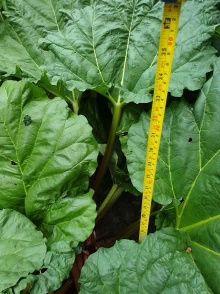 Photo of free Rhubarb (Fishers Green SG1) #2
