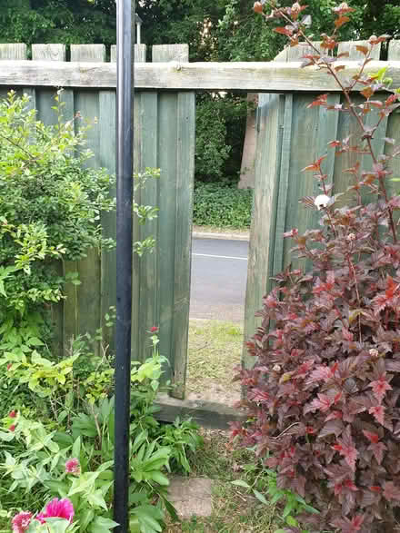 Photo of free Rhubarb (Fishers Green SG1) #4
