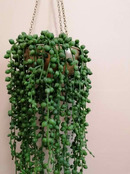 Photo of free Artificial plant with a hanging bas (Dublin 1) #1