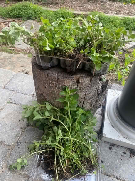 Photo of free Oregano to plant in the garden (Orleans) #1