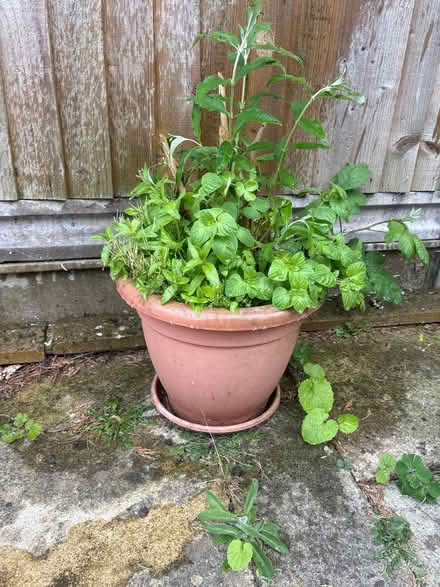 Photo of free buddleia plant (NN3 Meadowfields) #2