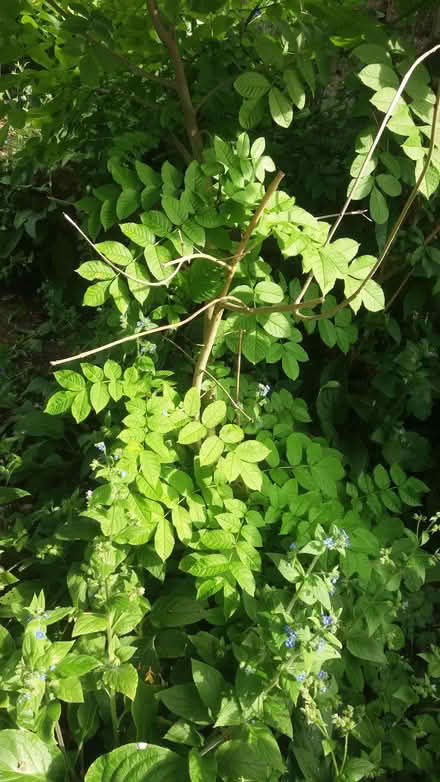 Photo of free Ash tree sapling (Bradford on Avon BA15) #1