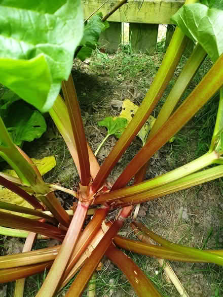 Photo of free Rhubarb (Fishers Green SG1) #3