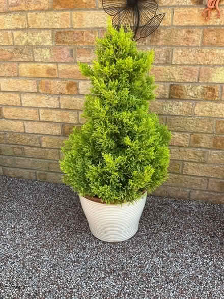 Photo of free Conifers x2 (Bilton HU11) #2