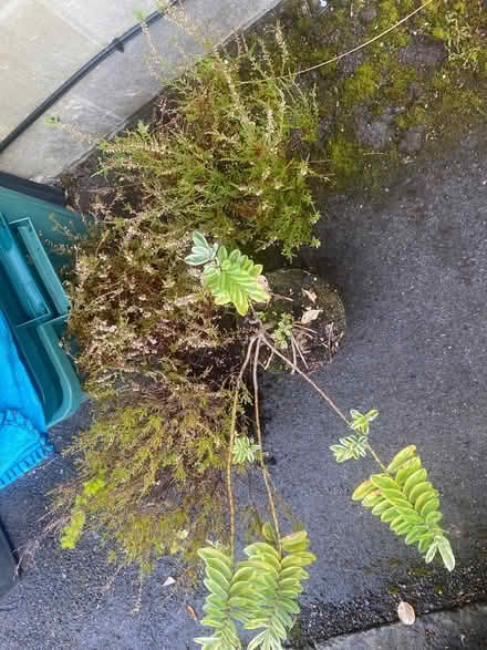 Photo of free Heathers and hebe garden plants (Southdown) #1