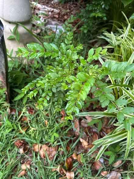 Photo of free Privet plants (Near Wade Green Road and 75) #2