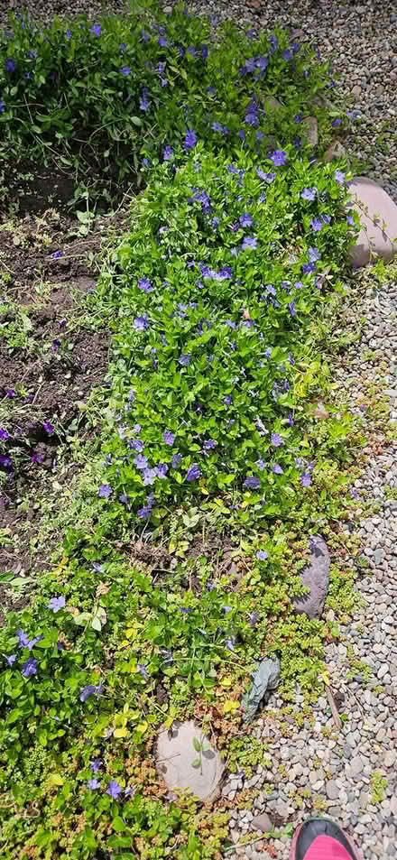 Photo of free Vinca Groundcover (southgate triangle) #1