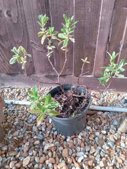 Photo of free Shrub - Cistus, pale pink (Kingswood BS15) #1