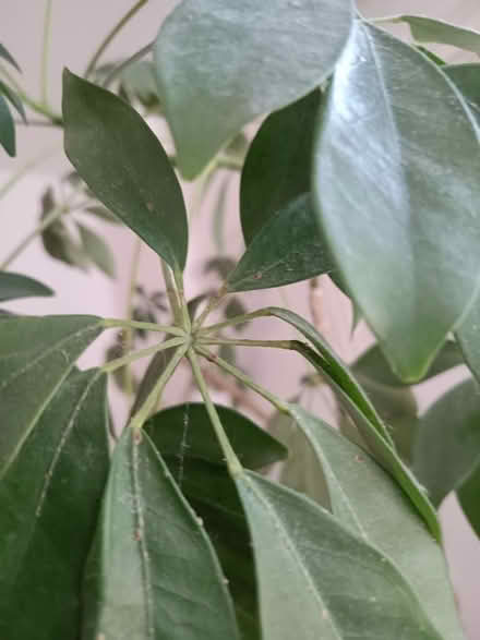 Photo of free Gorgeous umbrella plant. Warning: has bugs (St Andrew's BS7) #3
